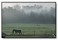 Horses Fog