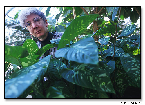 Johanna (Annie) Schmitt, Professor of Ecology & Evolutionary Biology. <br>Greenhouse, Brown University, Providence, Rhode Island. December 2000.