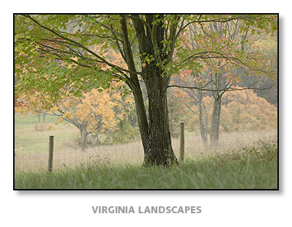 Virginia Landscapes