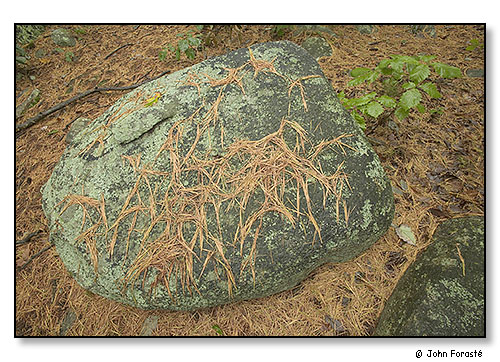Pine needles on rock in fall. October 2005.