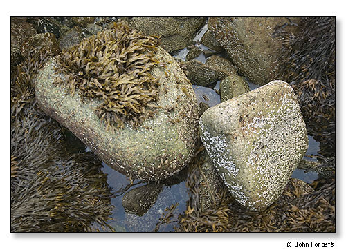 Rocks in intertidal zone. Acadia National Park, Maine. September 2007.