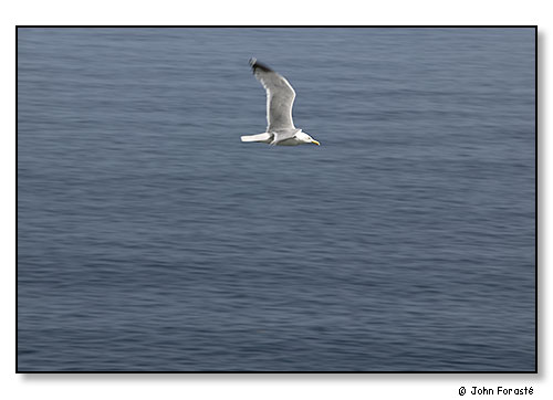 Seagull in flight. July 2004.
