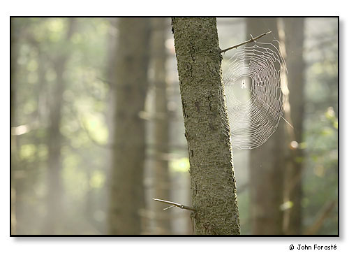 Morning spider web, Monhegan Island, Maine