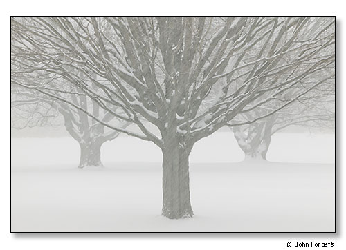 Three trees in snow. Rhode Island Country Club, Barrington, Rhode Island. March 2006.