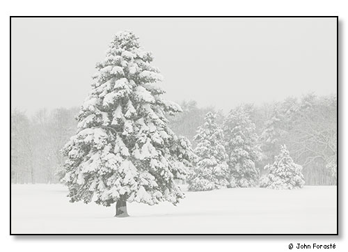 Snow trees. December 2008.