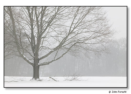 Tree in snow. Rhode Island Country Club, Barrington, Rhode Island. January 2005.