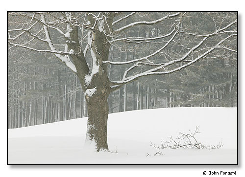 Tree after snow, Rhode Island Country Club, Barrington, Rhode Island