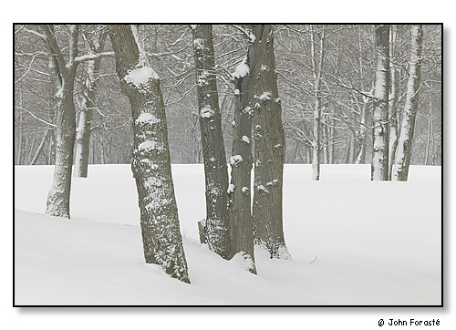 Snow trees, Rhode Island Country Club, Rhode Island