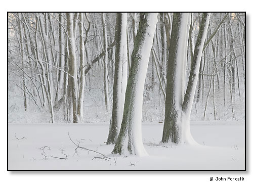 Snow Trees. Barrington, Rhode Island. December 2005.