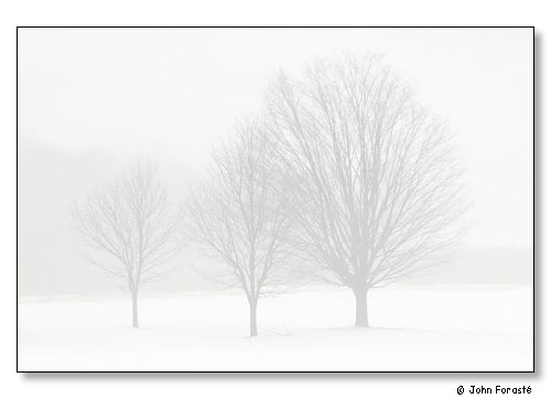 Trees in heavy snow, Rhode Island Country Club