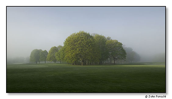 Trees in early morning fog. Rhode Island Country Club, Barrington, Rhode Island. May 2004.