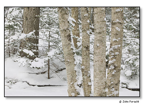Winter woods. Vermont, February 2006.
