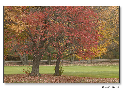 Fall trees. Rhode Island Country Club. November 2004.