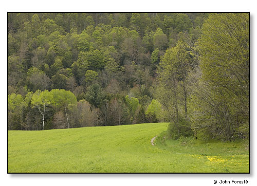 The green of early spring. Arnold Farm, Bethel, Vermont. May 2005.