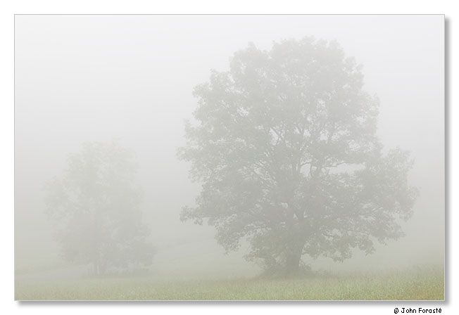 Fog. September 2011.