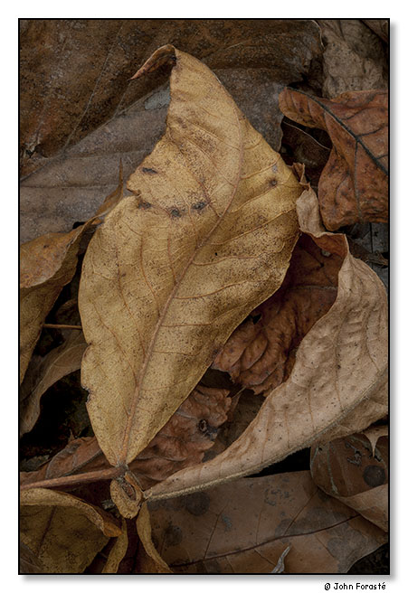 Fall leaves. Bundoran Farm, Albemarle County, Virginia. November 2013.