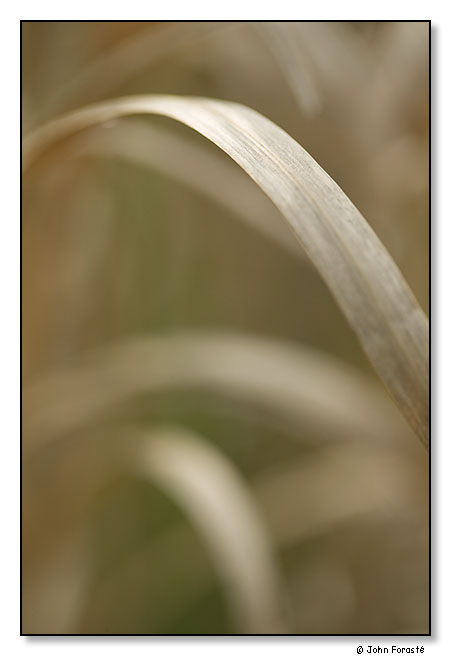 Grasses. May 2012.