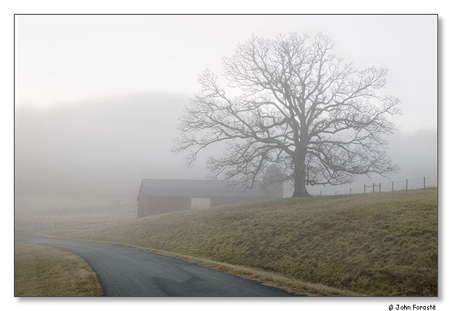 Oak in fog. January 2013.