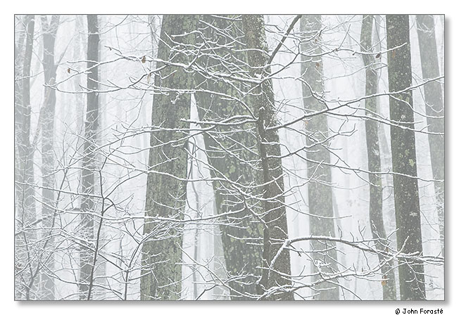 Snow trees. January 2012.