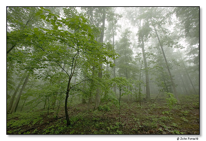 Spring forest. Bundoran Farm, Albemarle County, Virginia. May 2013.
