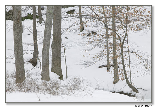 Winter Trees. Bundoran Farm, Albemarle County, Virginia. February 2010.