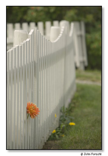 Fence and flower. September 2007.